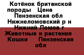 Котёнок британской породы › Цена ­ 1 000 - Пензенская обл., Нижнеломовский р-н, Нижний Ломов г. Животные и растения » Кошки   . Пензенская обл.